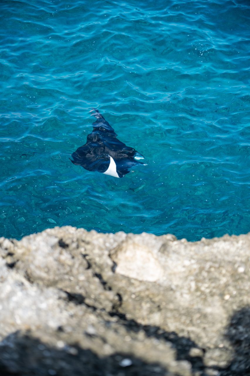 Mantas swimming at Broken Beach in Nusa Penida