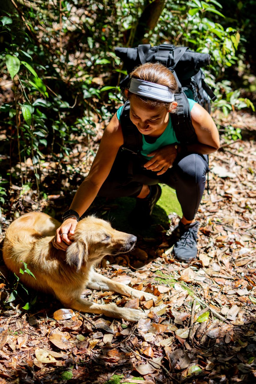 Cameron Highlands Hike with a Stray Dog, Malaysia