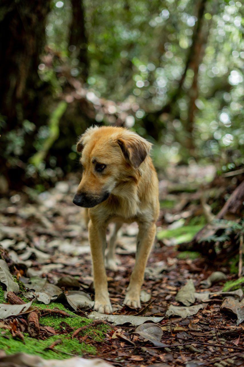 Cameron Highlands Hike with a Stray Dog, Malaysia