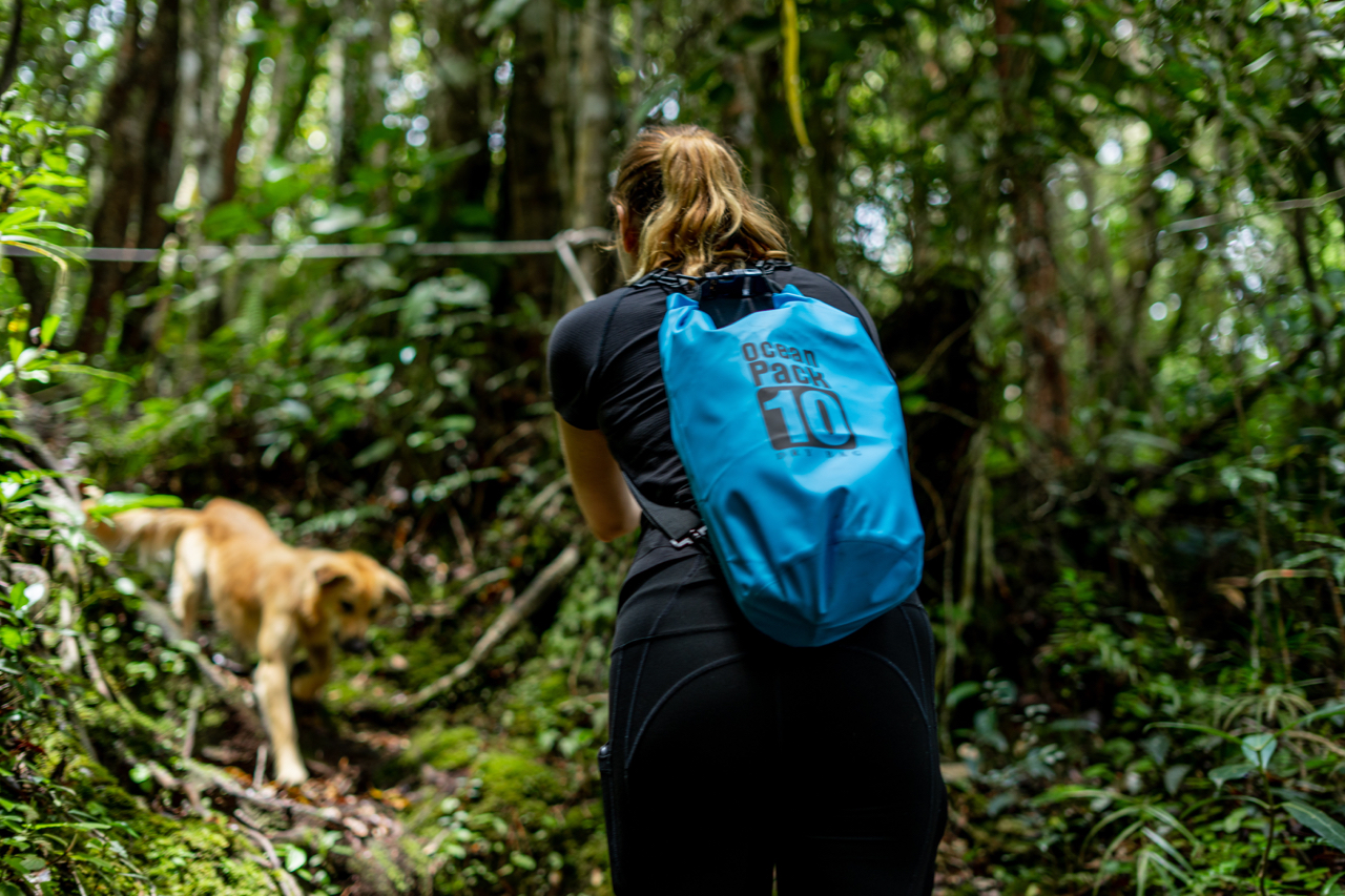 Cameron Highlands Hike with a Stray Dog, Malaysia