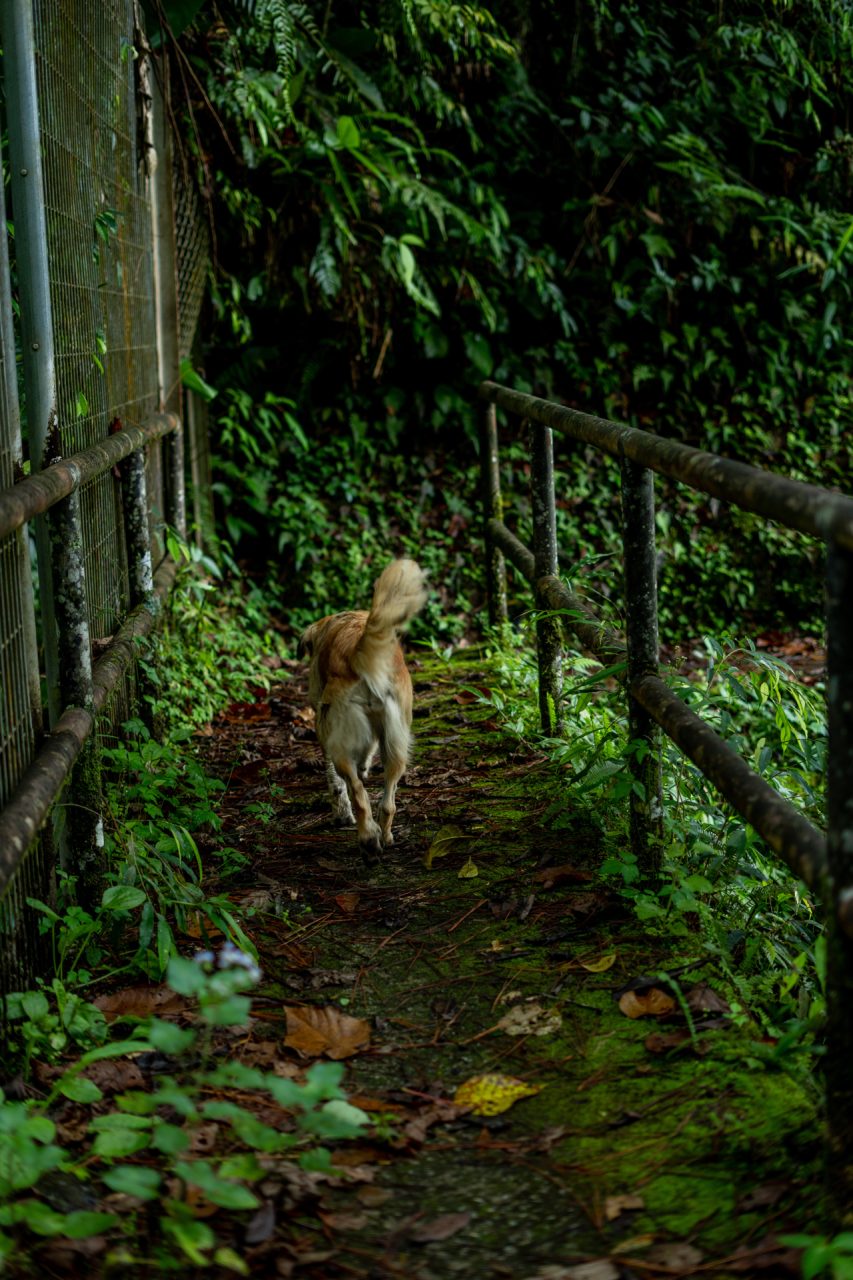 Cameron Highlands Hike with a Stray Dog, Malaysia