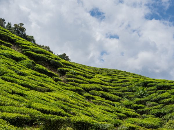 THE BEST CAMERON HIGHLANDS HIKE