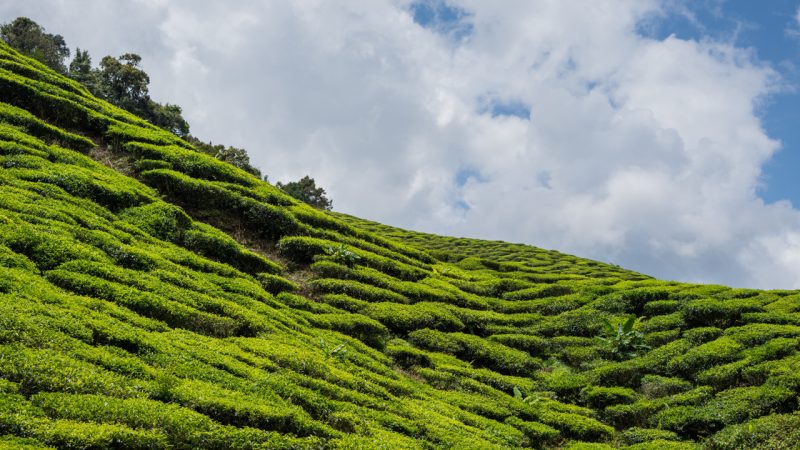 THE BEST CAMERON HIGHLANDS HIKE