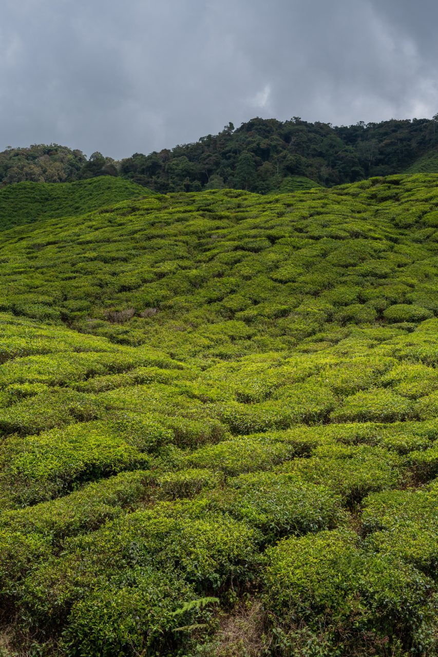 cameron highlands jungle tour