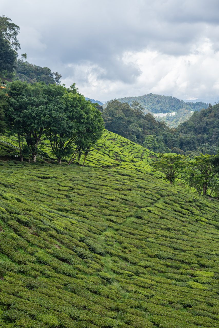 Cameron Valley Tea Plantation, Cameron Highlands, Malaysia