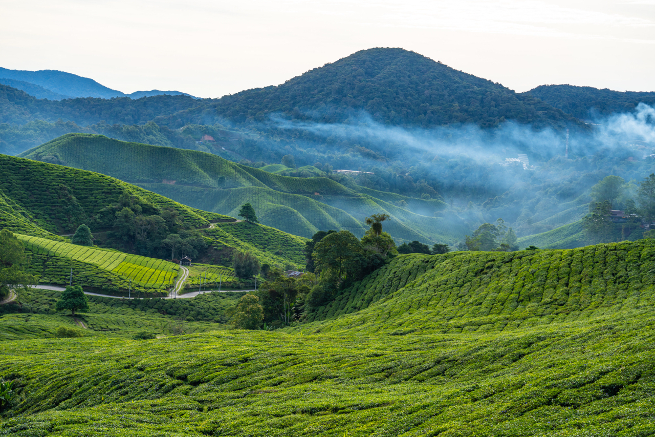 BOH Tea Plantation, Cameron Highlands, Malaysia