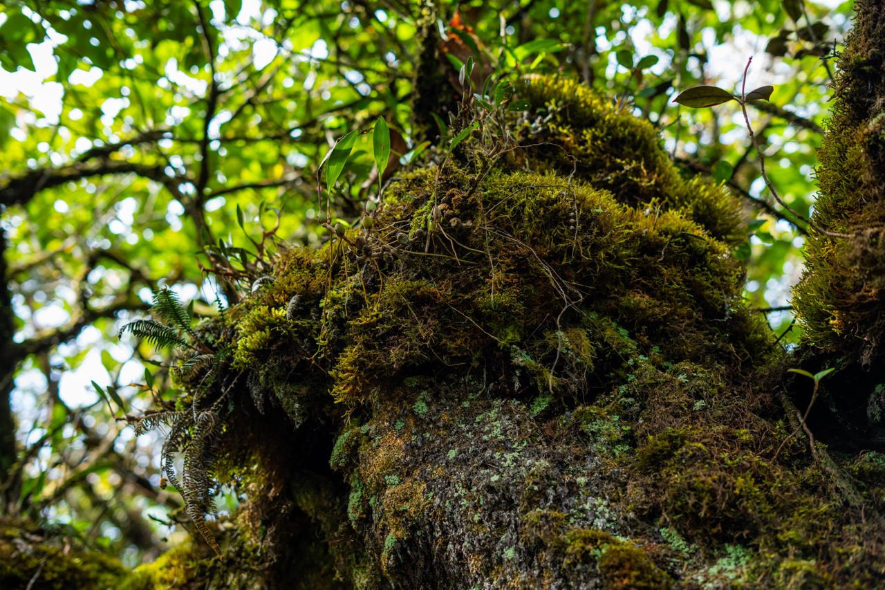 mossy forest private tour