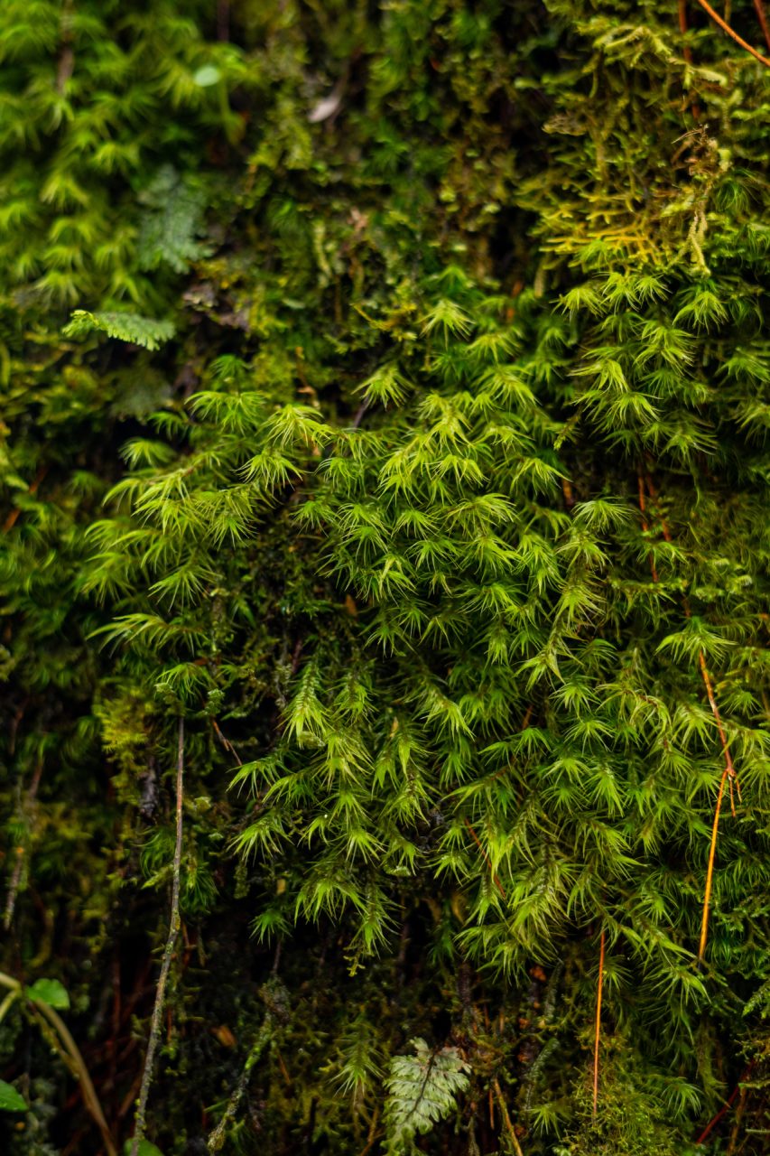 Mossy Forest in Cameron Highlands, Malaysia