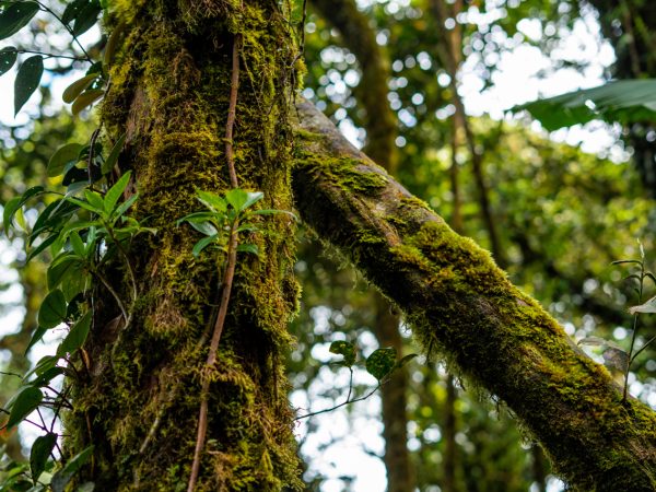 MOSSY FOREST AND MORE: THE BEST TOUR IN CAMERON HIGHLANDS