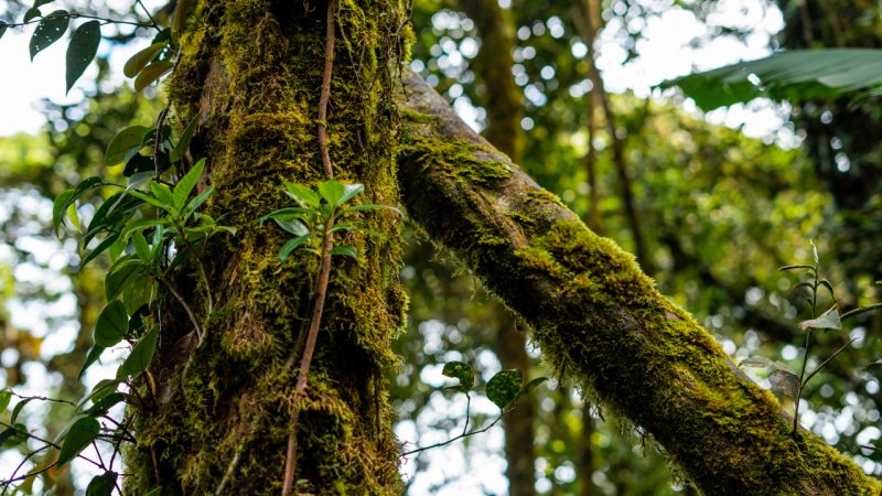 MOSSY FOREST AND MORE: THE BEST TOUR IN CAMERON HIGHLANDS