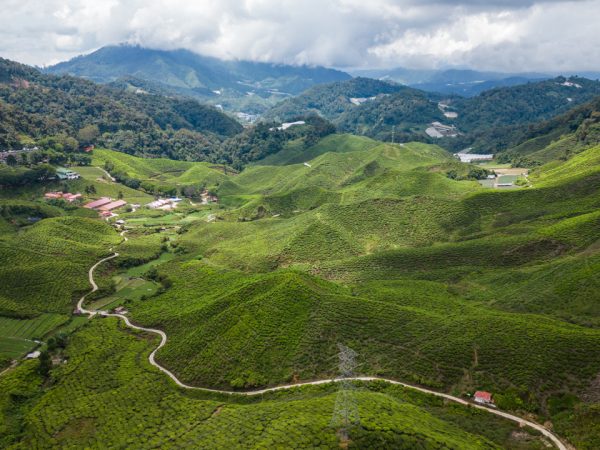 YOUR ULTIMATE GUIDE TO THE CAMERON HIGHLANDS, MALAYSIA