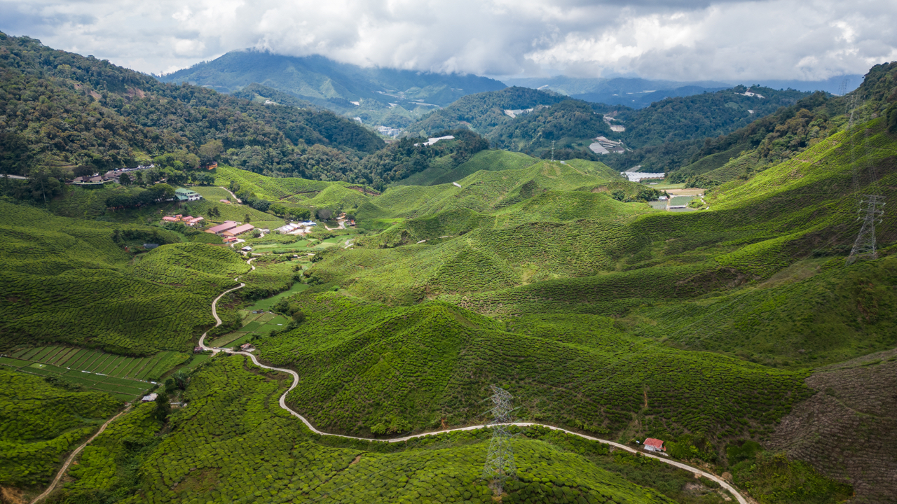 YOUR ULTIMATE GUIDE TO THE CAMERON HIGHLANDS, MALAYSIA