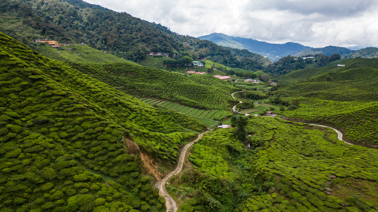 Cameron Valley Tea Plantation, Cameron Highlands, Malaysia