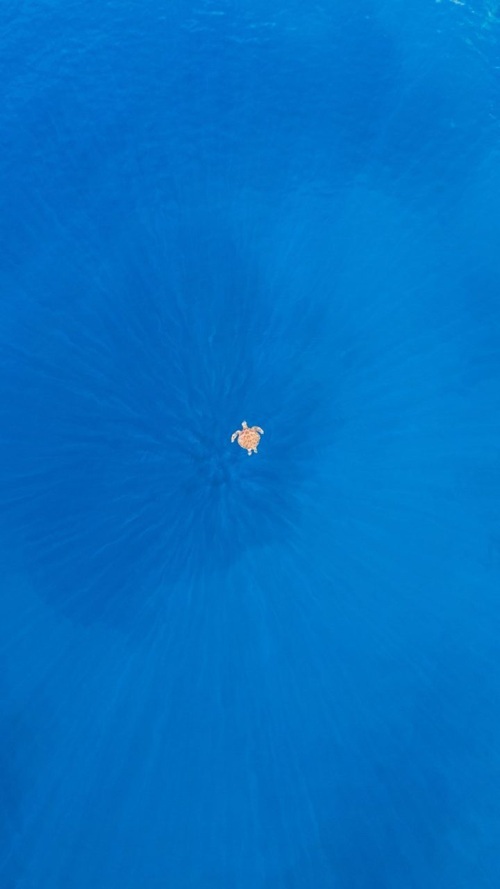 Drone shot of a turtle in the ocean. Raja Ampat, Indonesia