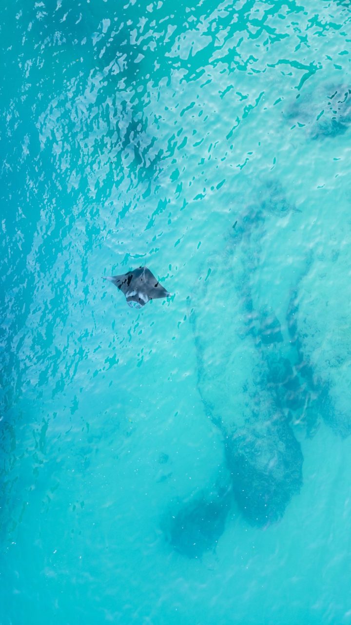 Manta Ray at Kelingking Beach, Nusa Penida