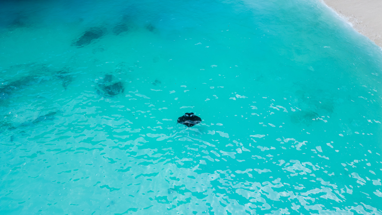 Manta ray at Kelingking Beach in Nusa Penida