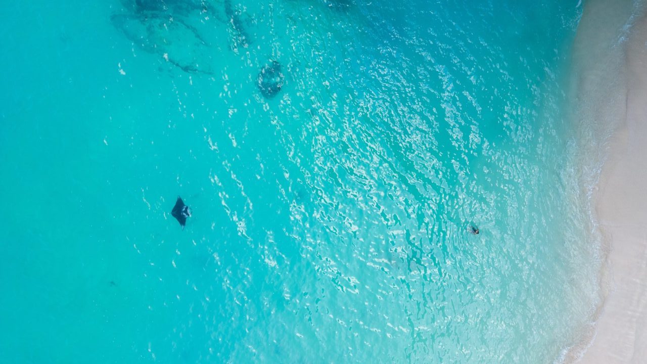Giant Manta ray and man swimming in turquoise waters. Kelingking Beach, Nusa Penida