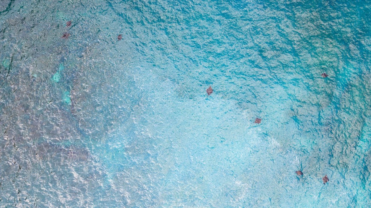 Eight Mantas at Broken Beach, Nusa Penida Aerial Drone view
