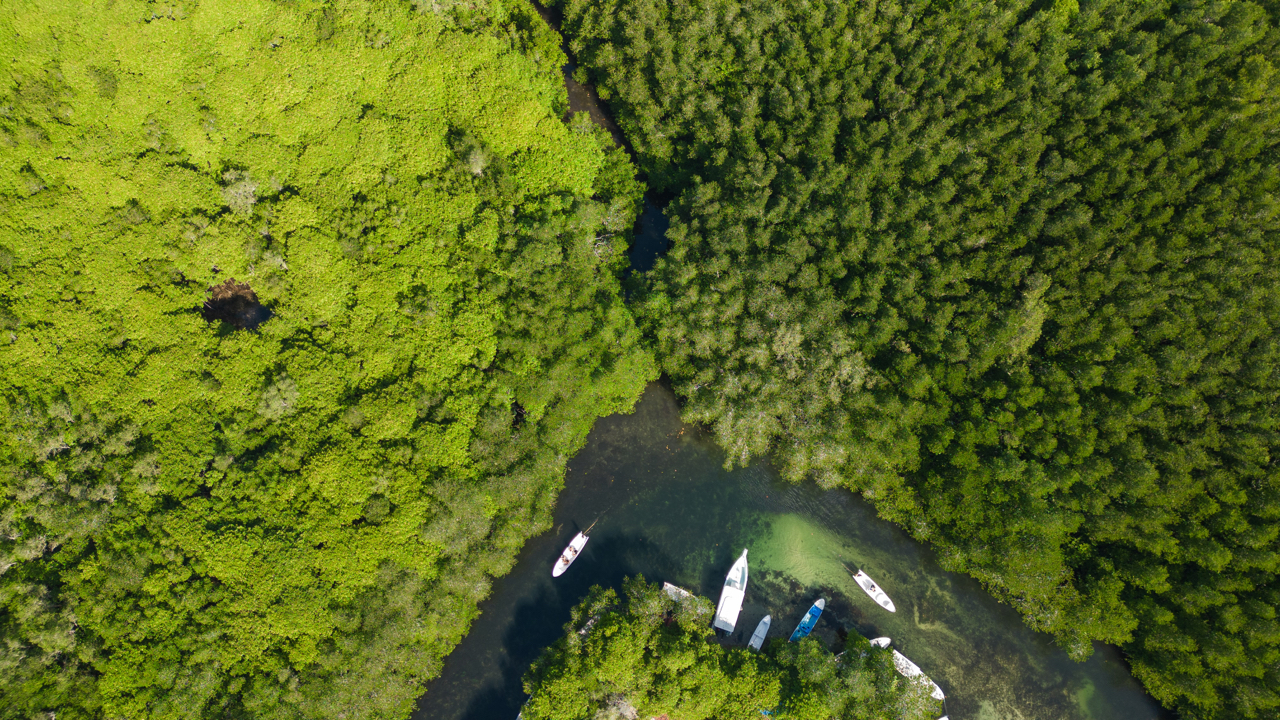 Mangrove Forest, Nusa Lembongan, Indonesia Aerial Drone View