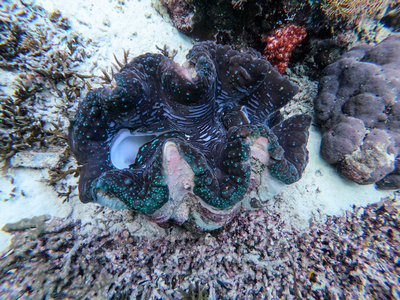 Colorful giant clam Yenbuba Jetty, Raja Ampat, Indonesia