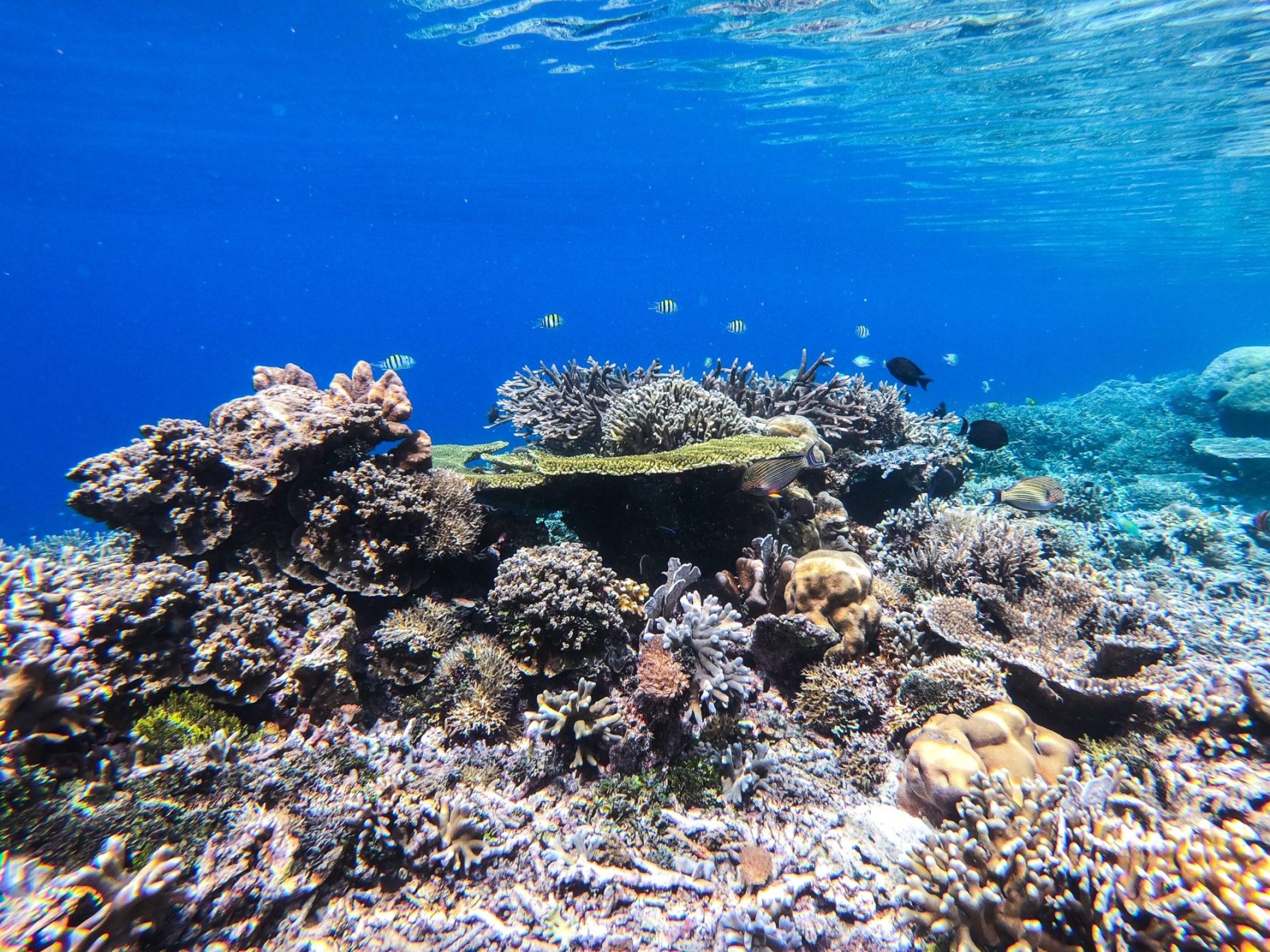 Snorkeling and scuba diving coral reefs in Raja Ampat, Indonesia