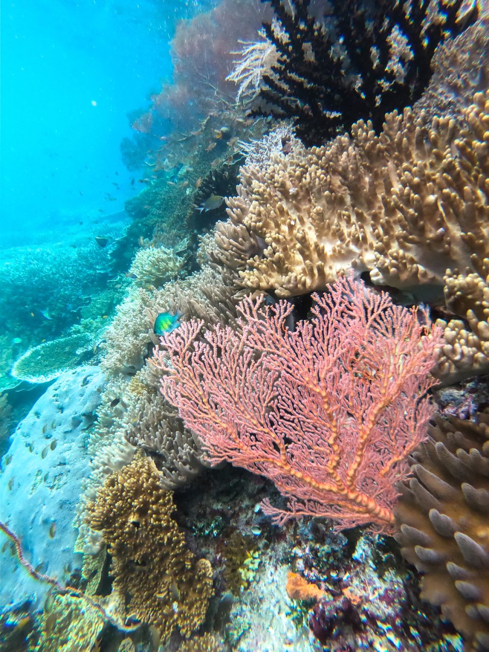 Raja Ampat Dive Sites Soft Coral