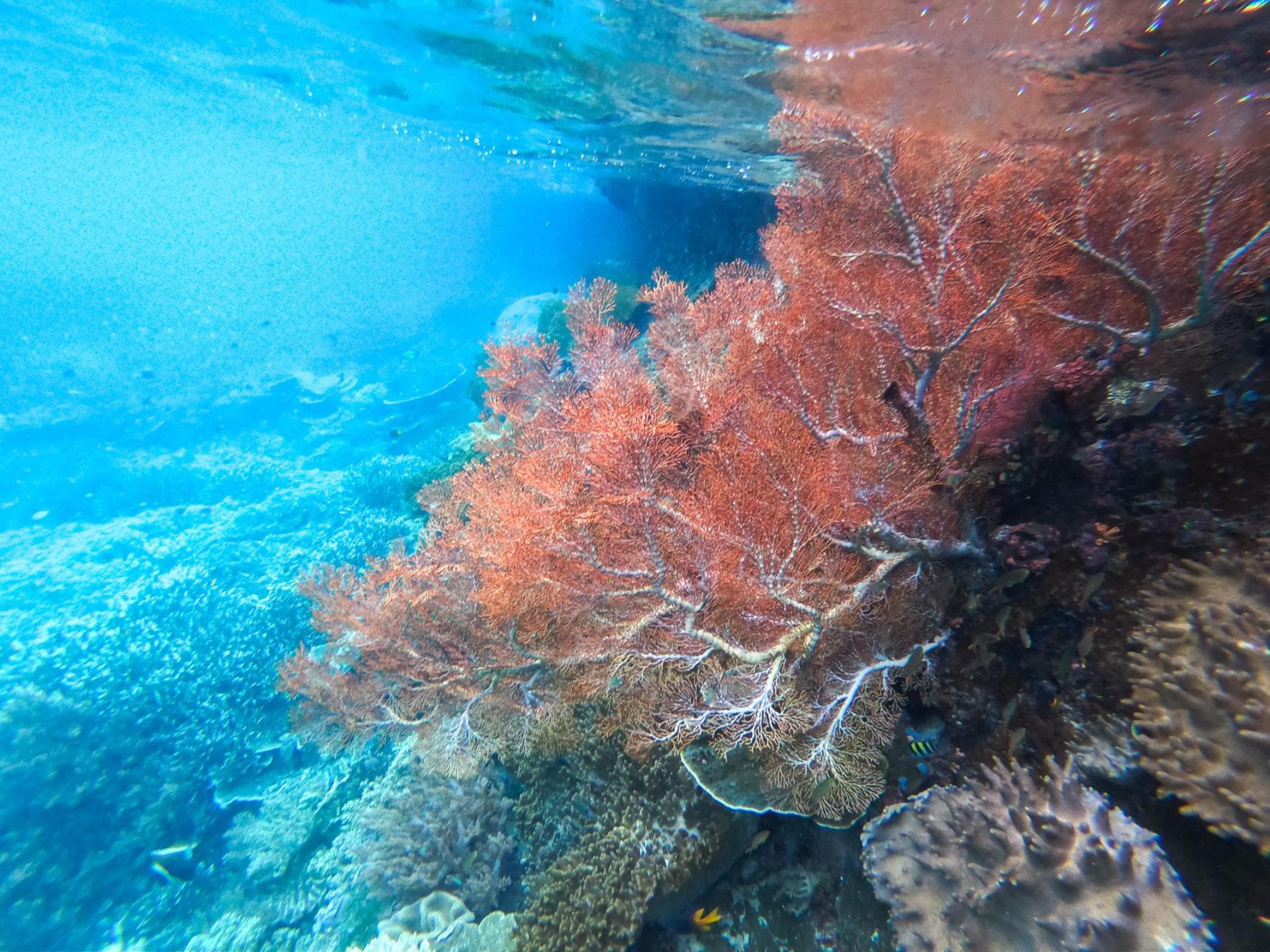 Soft pink coral in Raja Ampat, Indonesia