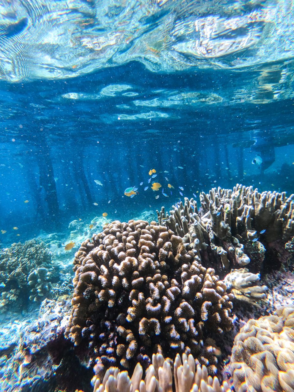 Coral and fish snorkel. Raja Ampat, Indonesia
