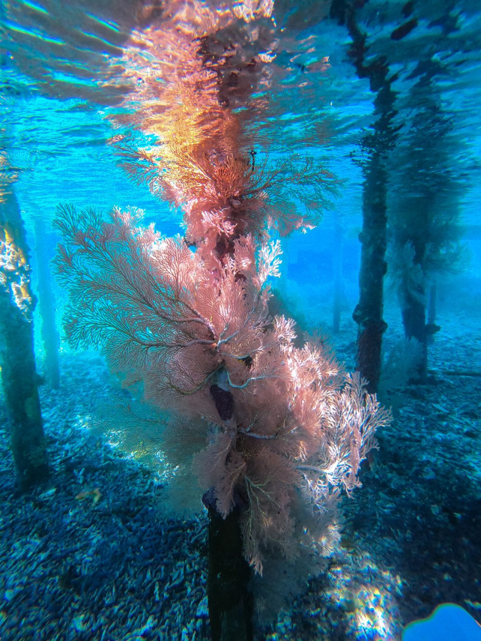 Soft coral on Manta Point Jetty, Raja Ampat, Indonesia