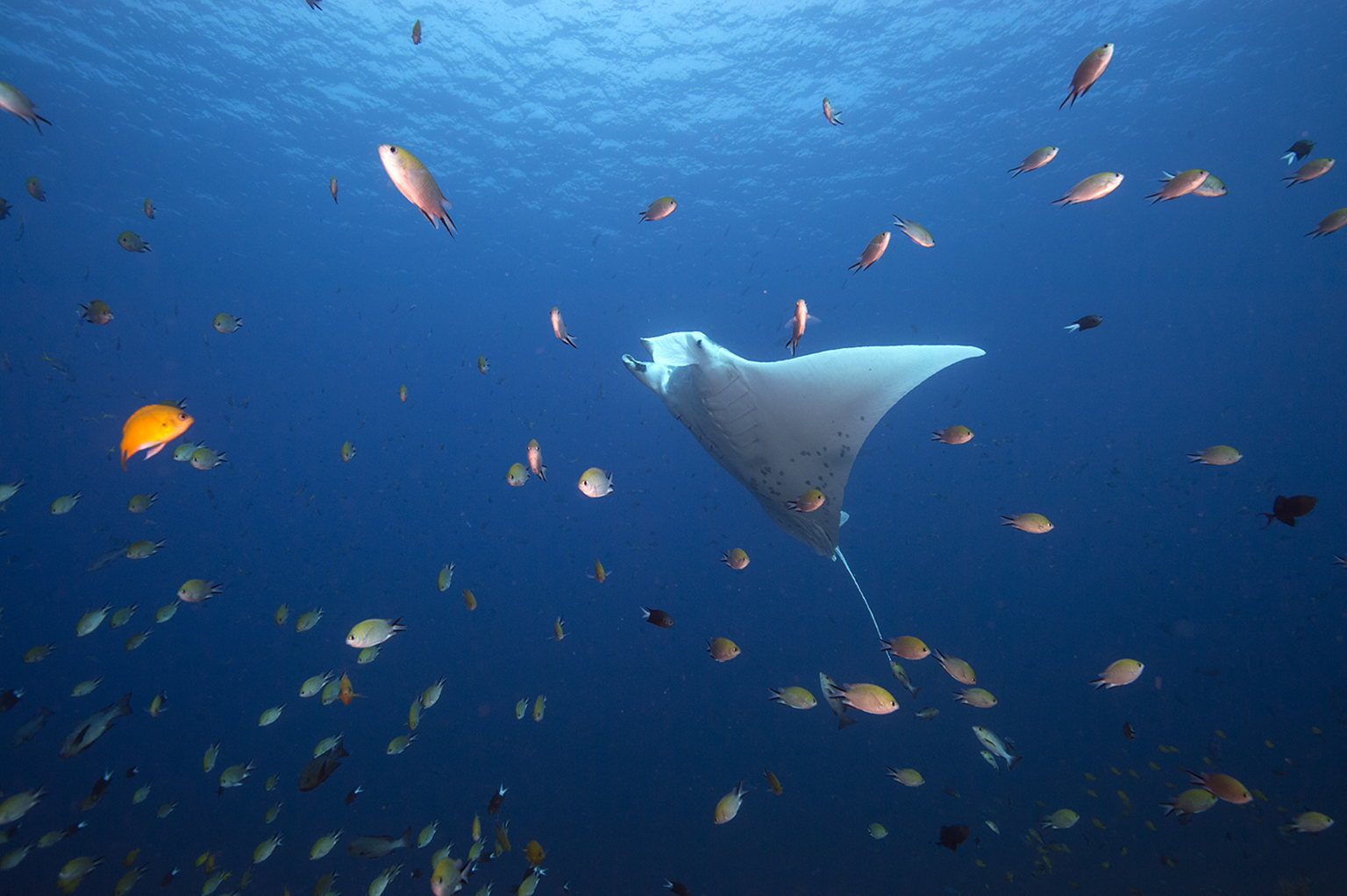 Raja Ampat Dive Sites Manta Point