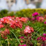 Valencia flowers in Spain