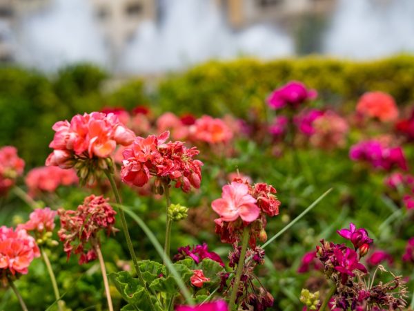 Valencia flowers in Spain