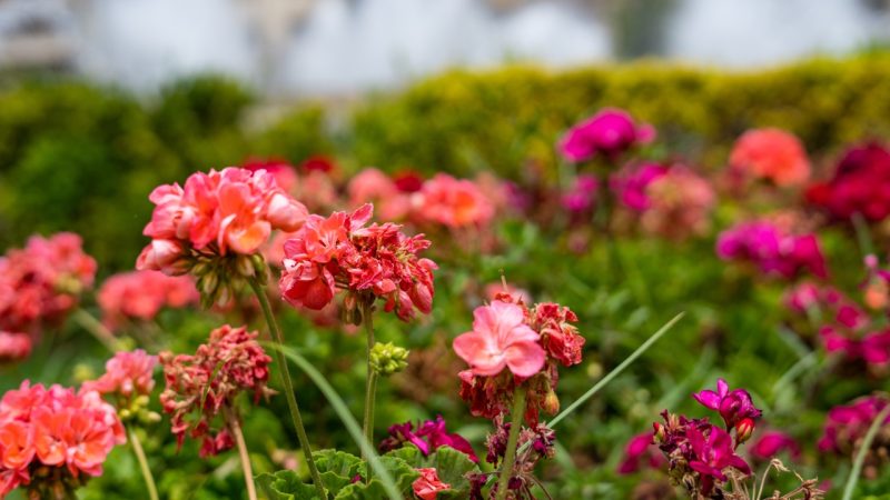 Valencia flowers in Spain