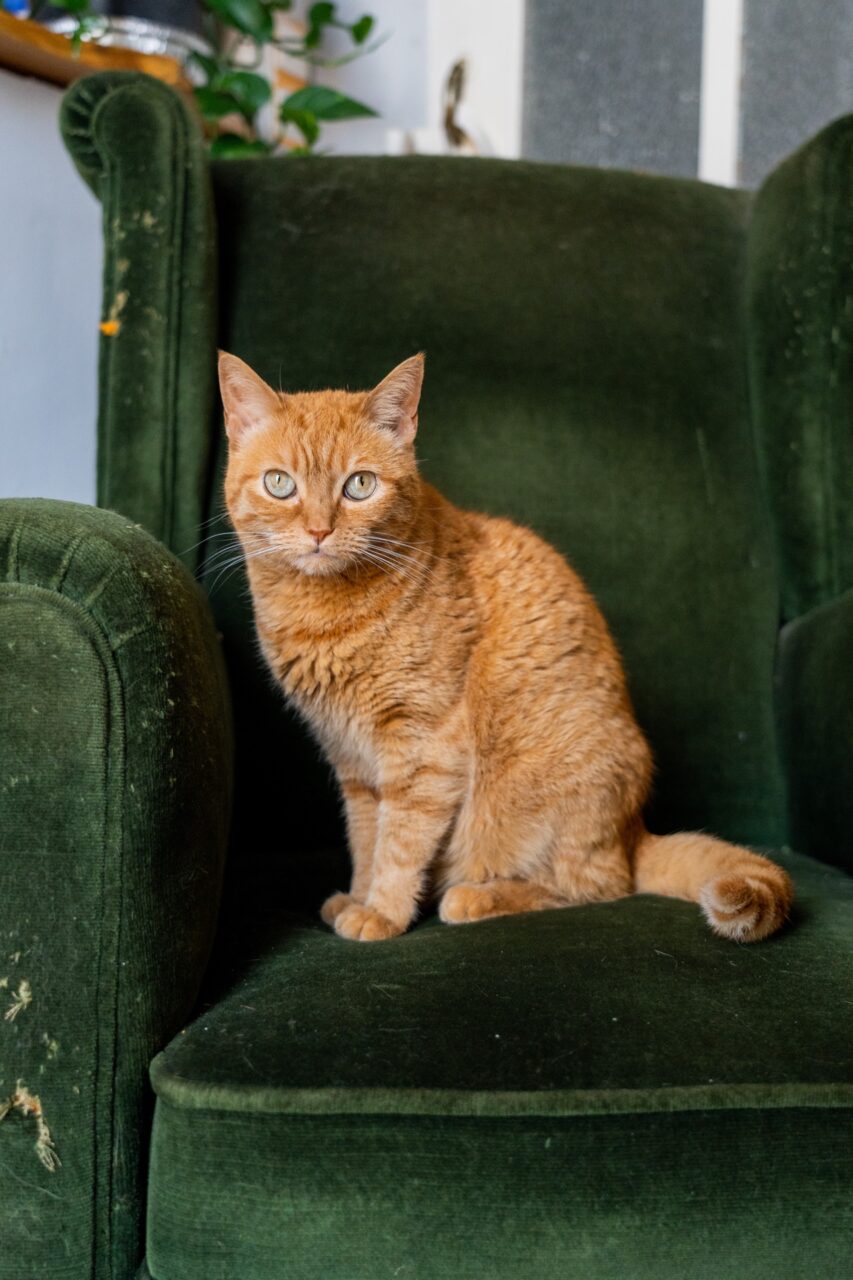 Orange cat on a green velvet chair in Valencia, Spain