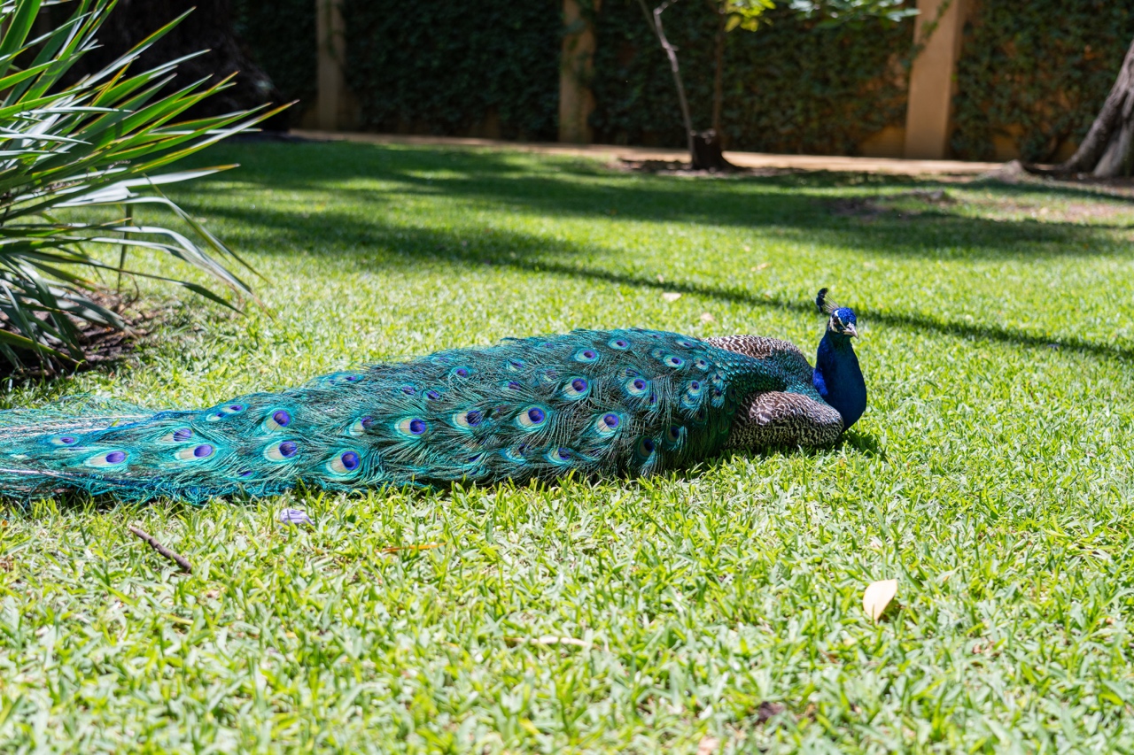 Peacock on garden grounds at Royal Alcazar, Seville, Spain