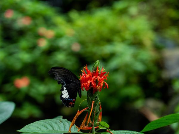 BEAUTIFUL BUTTERFLY GARDENS IN KUALA LUMPUR, MALAYSIA