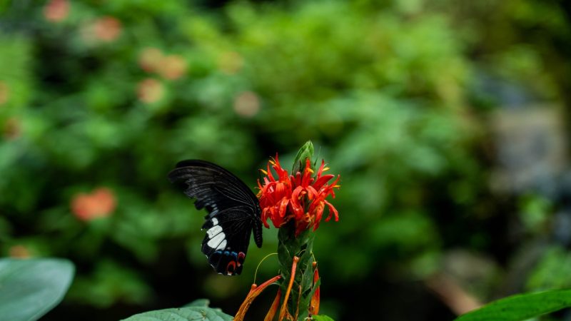 BEAUTIFUL BUTTERFLY GARDENS IN KUALA LUMPUR, MALAYSIA