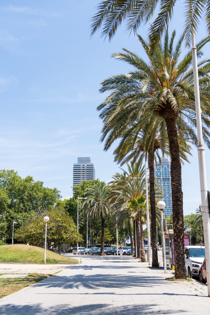 Palm tree lined sidewalk in Barcelona, Spain