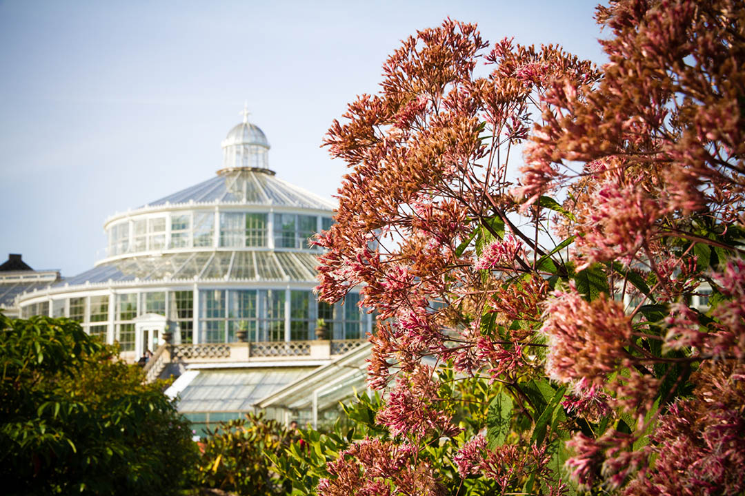 Botanical Garden Copenhagen, Free things to do on a 10 hour layover