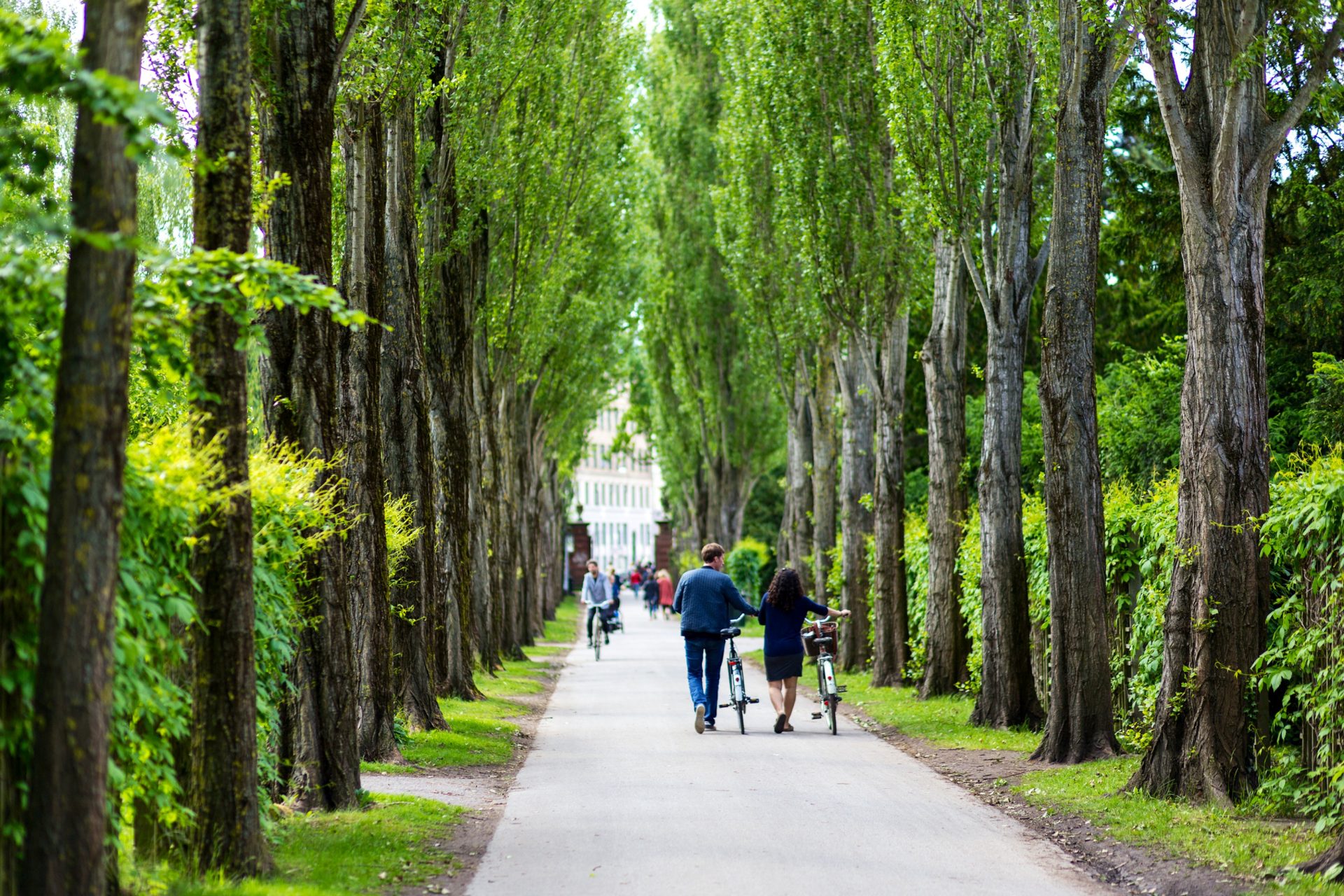 Assistens Cemetery (kirkegård) in Copenhagen, greenery and walking path