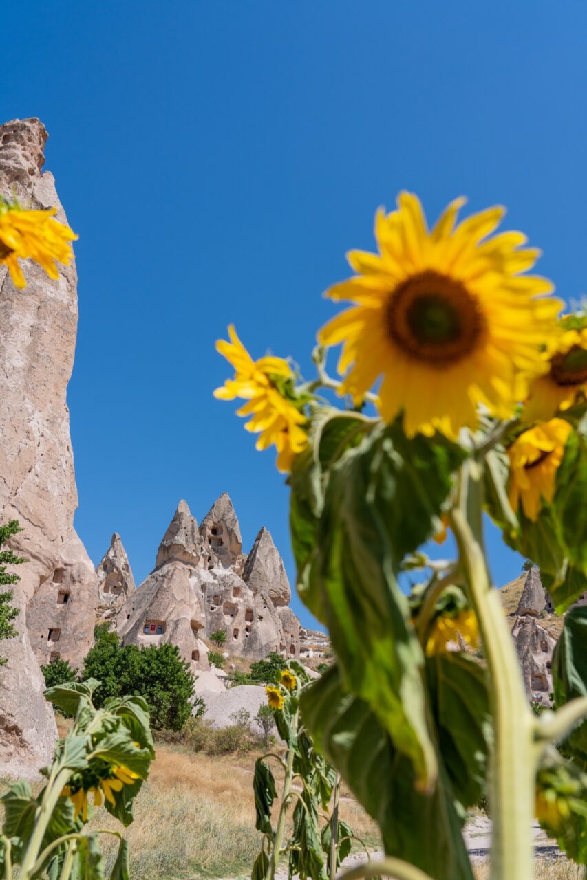 Uçhisar Castle Sunflowers, Cappadocia Turkey Tour
