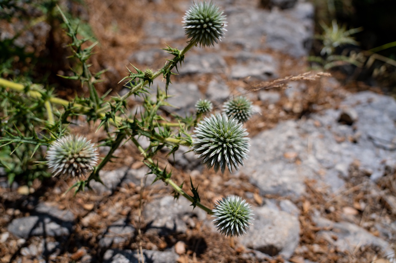 Paleokastritsa