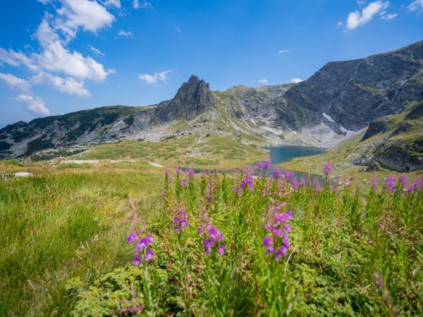 7 Rila Lakes Hike, Sofia Bulgaria summer wildflowers and mountains