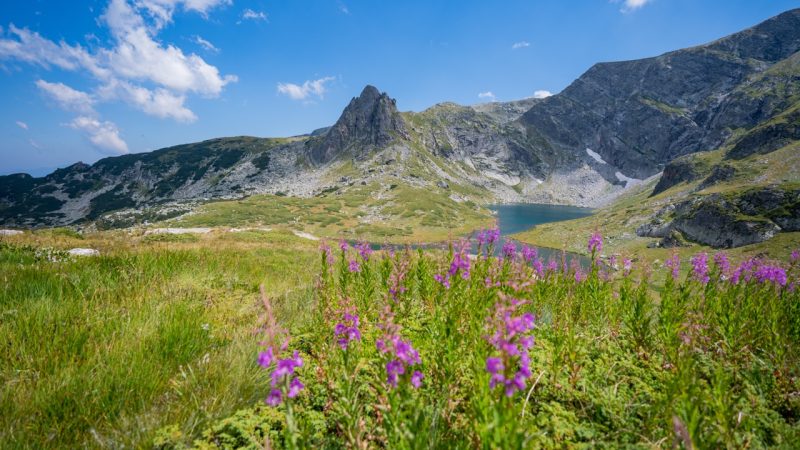 7 Rila Lakes Hike, Sofia Bulgaria summer wildflowers and mountains