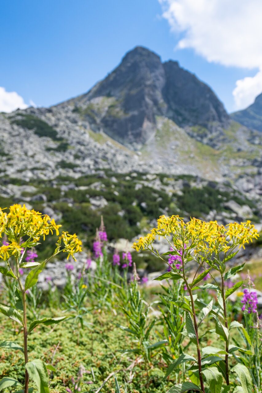 7 rila hike sofia bulgaria wildflowers