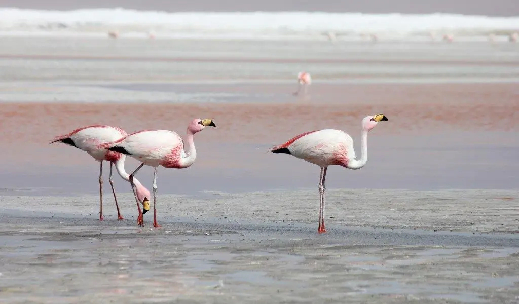 flamingo salt flat turkey tour