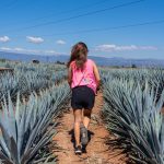 guadalajara mexico agave fields tequila tour