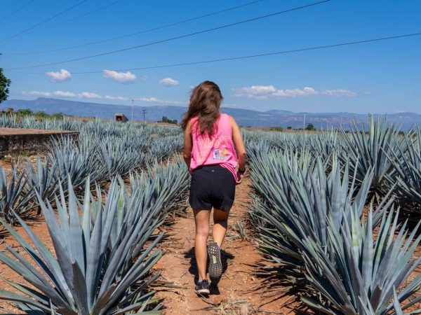 guadalajara mexico agave fields tequila tour