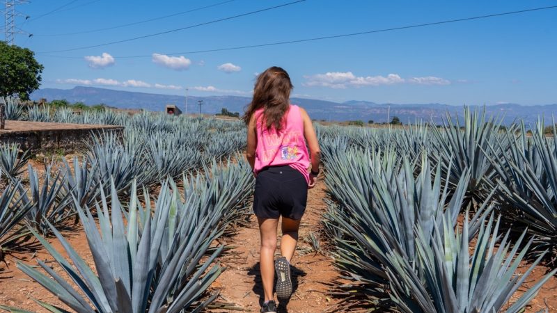 guadalajara mexico agave fields tequila tour