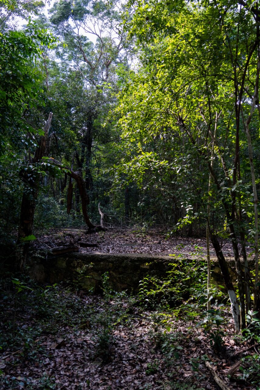 tulum mexico jungle